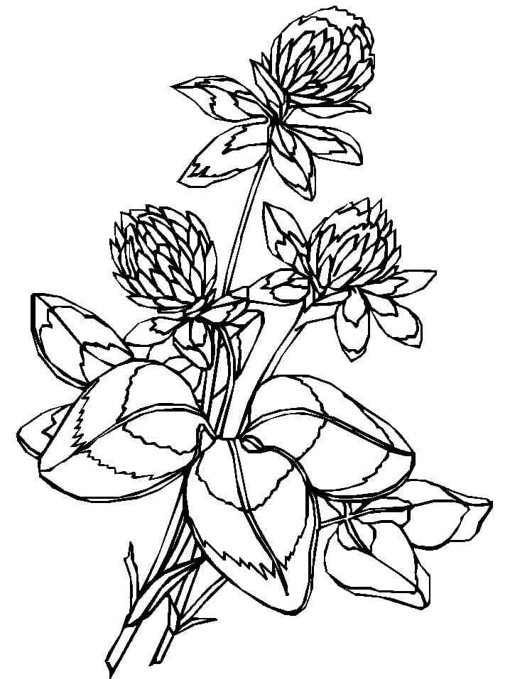 Raskrasil.com-Clover-Coloring-Pages-4
