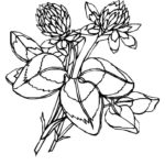 Raskrasil.com-Clover-Coloring-Pages-6