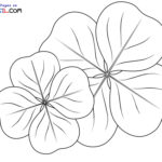 Raskrasil.com-Clover-New-Coloring-Pages-6
