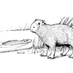 Raskrasil.com-Coloring-Pages-Capybara-1