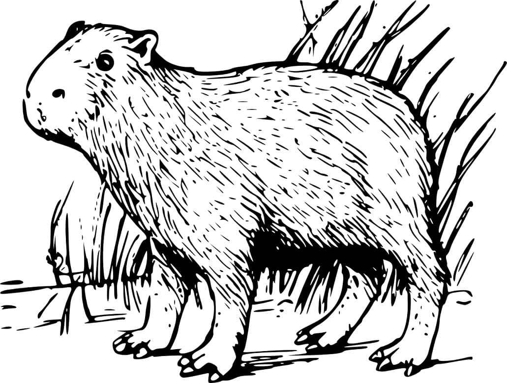 Raskrasil.com-Coloring-Pages-Capybara-10
