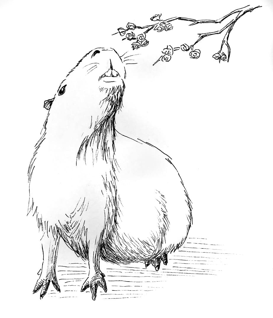 Raskrasil.com-Coloring-Pages-Capybara-11