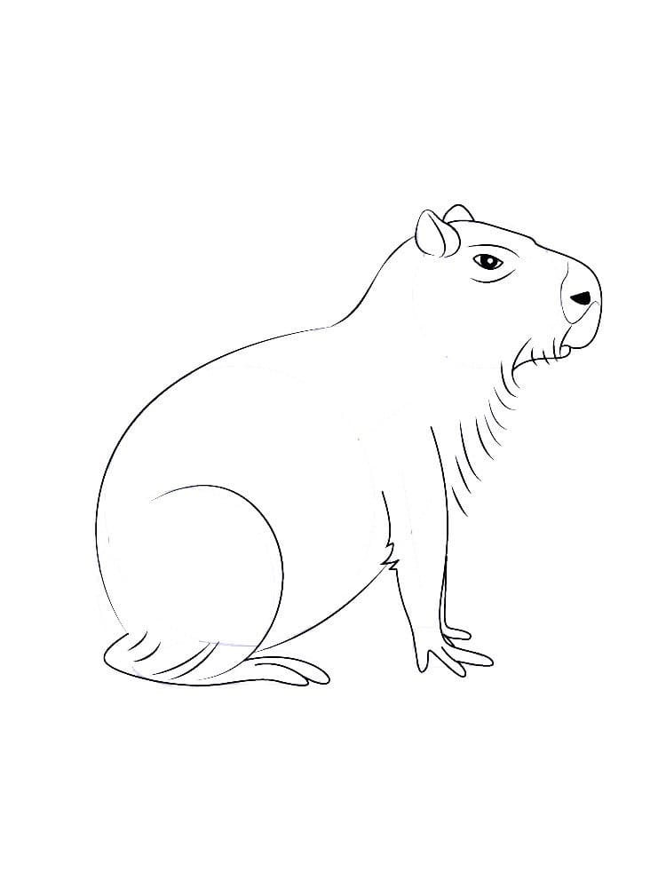 Raskrasil.com-Coloring-Pages-Capybara-12