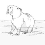 Raskrasil.com-Coloring-Pages-Capybara-15