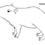 Raskrasil.com-Coloring-Pages-Capybara-17