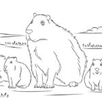 Raskrasil.com-Coloring-Pages-Capybara-18