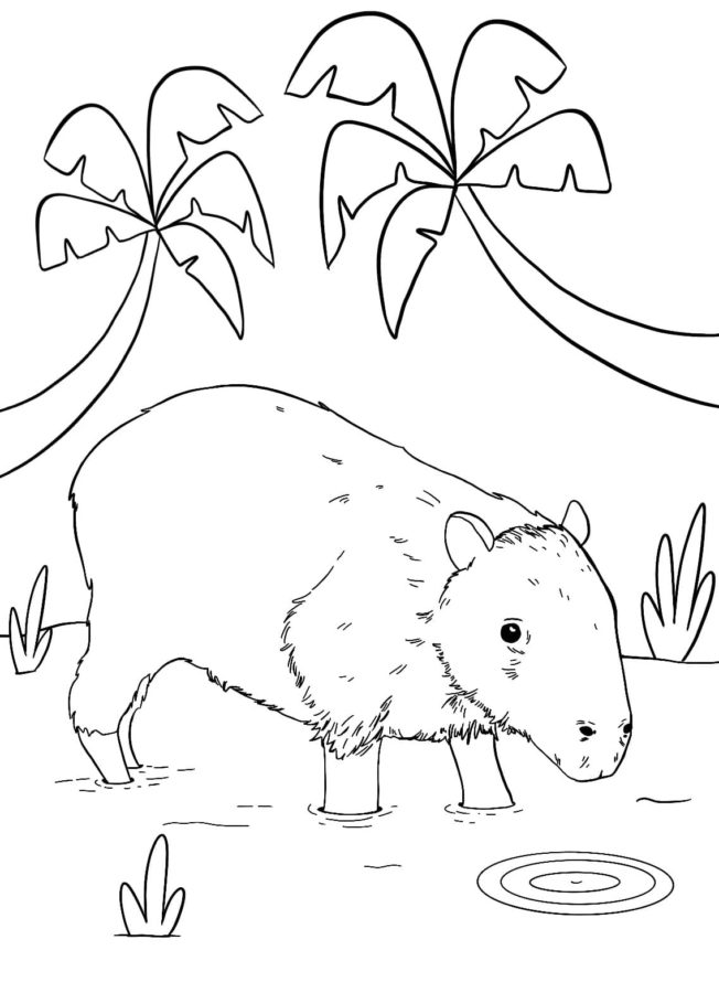 Desenhos de Capivara para colorir - Bora Colorir