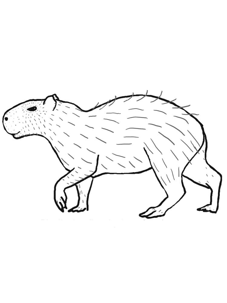 Raskrasil.com-Coloring-Pages-Capybara-22