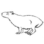 Raskrasil.com-Coloring-Pages-Capybara-23