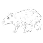 Raskrasil.com-Coloring-Pages-Capybara-25