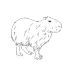 Raskrasil.com-Coloring-Pages-Capybara-27