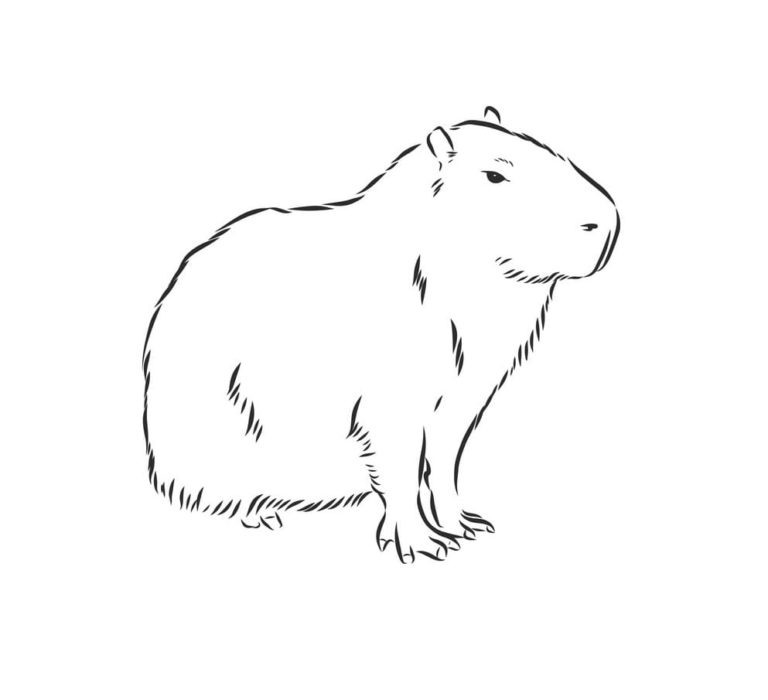 Dibujos de Capibara para Colorear