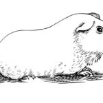 Raskrasil.com-Coloring-Pages-Capybara-37