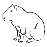Raskrasil.com-Coloring-Pages-Capybara-46