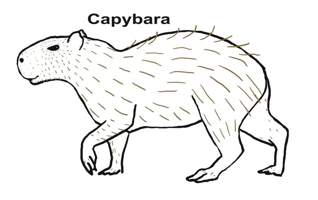 Raskrasil.com-Coloring-Pages-Capybara-9