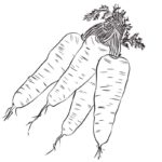 Raskrasil.com-Coloring-Pages-Carrot-11