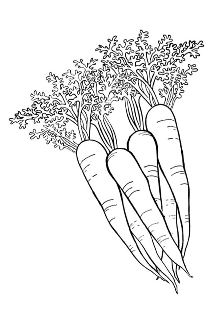 Raskrasil.com-Coloring-Pages-Carrot-33