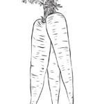 Raskrasil.com-Coloring-Pages-Carrot-35