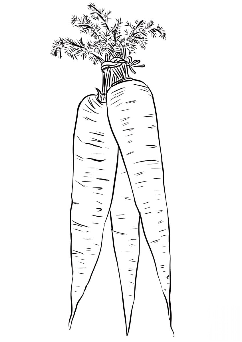Raskrasil.com-Coloring-Pages-Carrot-35