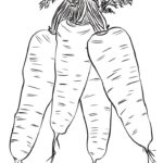 Raskrasil.com-Coloring-Pages-Carrot-40