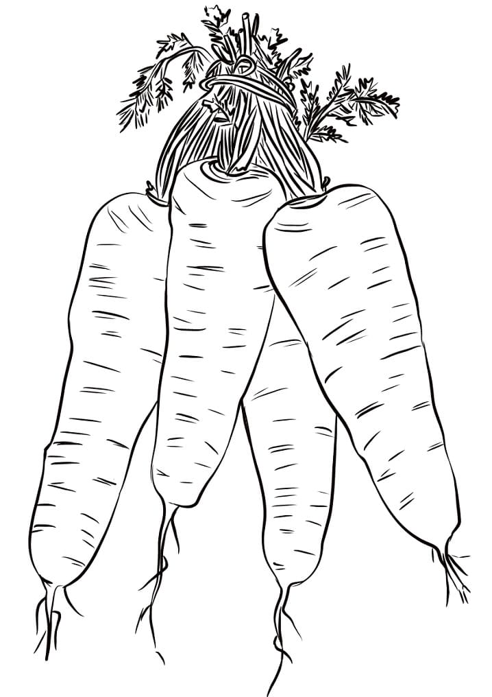 Raskrasil.com-Coloring-Pages-Carrot-40