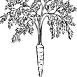 Raskrasil.com-Coloring-Pages-Carrot-71