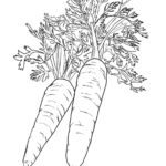Raskrasil.com-Coloring-Pages-Carrot-81