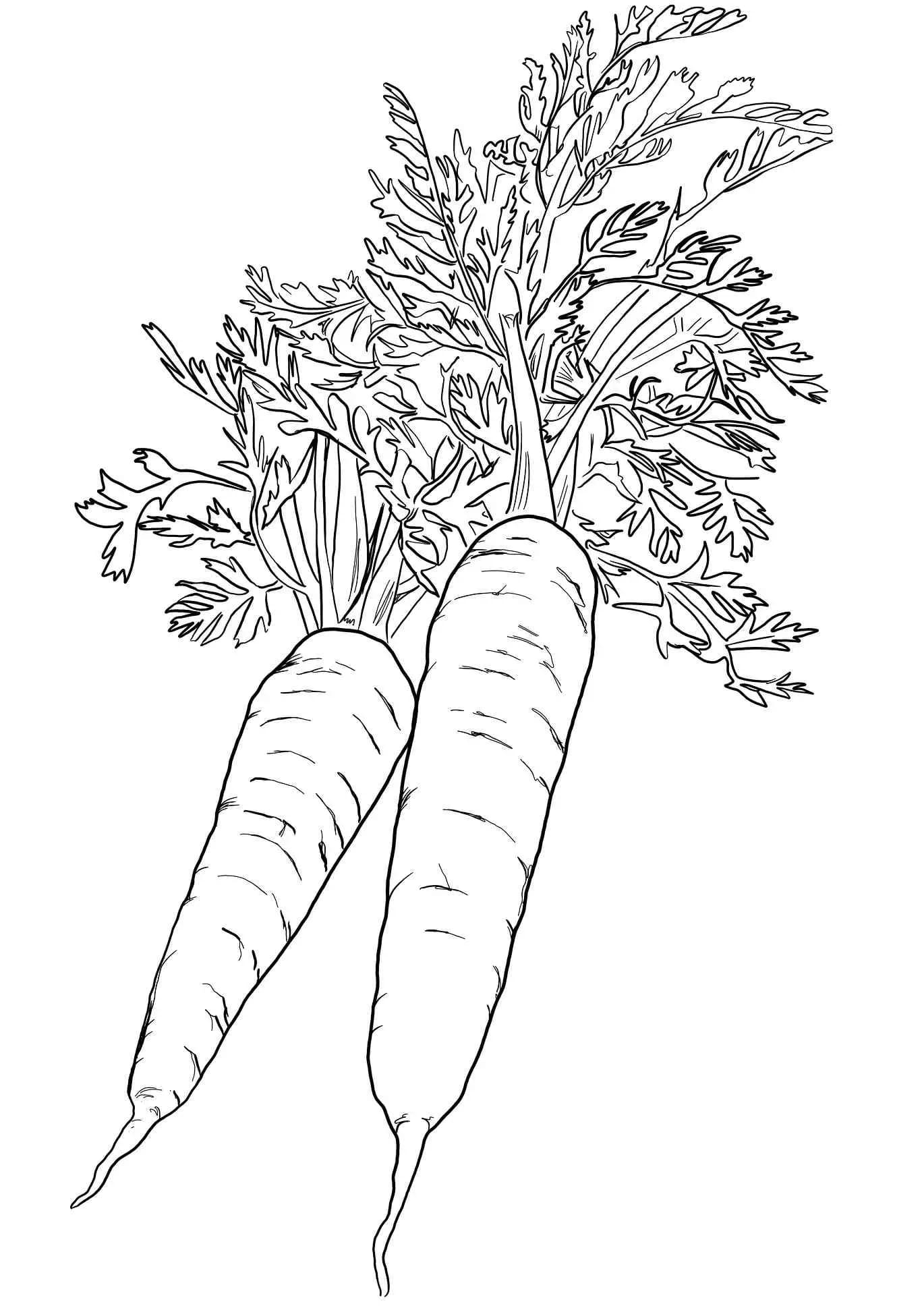 Raskrasil.com-Coloring-Pages-Carrot-81