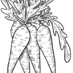 Raskrasil.com-Coloring-Pages-Carrot-83