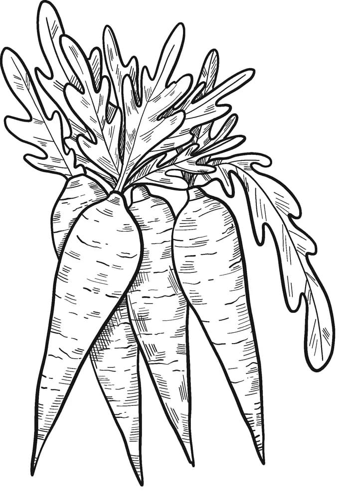 Raskrasil.com-Coloring-Pages-Carrot-83