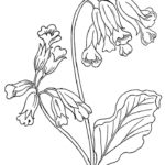 Raskrasil.com-Coloring-Pages-Spring-Flowers-109