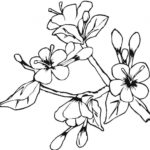 Raskrasil.com-Coloring-Pages-Spring-Flowers-15