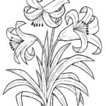 Raskrasil.com-Coloring-Pages-Spring-Flowers-40
