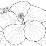 Raskrasil.com-Coloring-Pages-Spring-Flowers-42