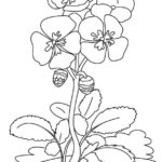 Raskrasil.com-Coloring-Pages-Spring-Flowers-52