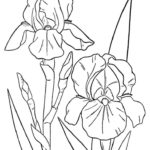Raskrasil.com-Coloring-Pages-Spring-Flowers-63