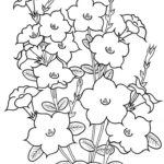 Raskrasil.com-Coloring-Pages-Spring-Flowers-64