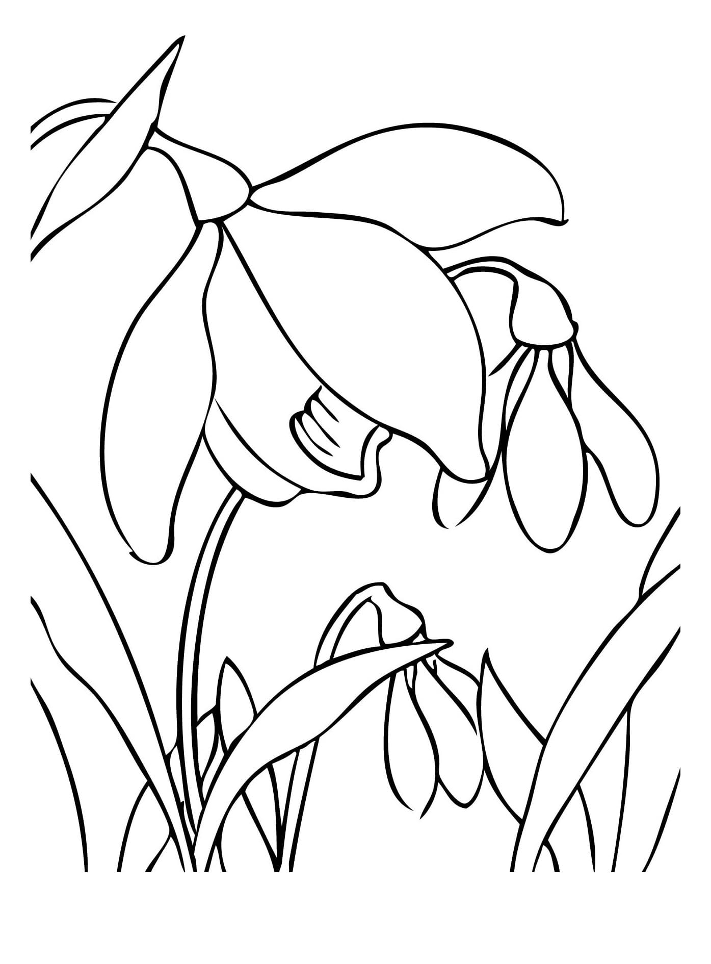 Raskrasil.com-Coloring-Pages-Spring-Flowers-86