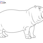 Raskrasil.com-New-Coloring-Pages-Hippo-5