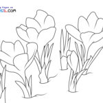 Raskrasil.com-New-Coloring-Pages-Spring-Flowers-9
