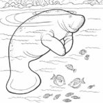 Raskrasil.com-Coloring-Pages-Manatee-1
