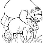Raskrasil.com-Coloring-Pages-Manatee-10