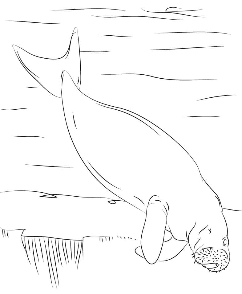 Raskrasil.com-Coloring-Pages-Manatee-12