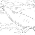 Raskrasil.com-Coloring-Pages-Manatee-13