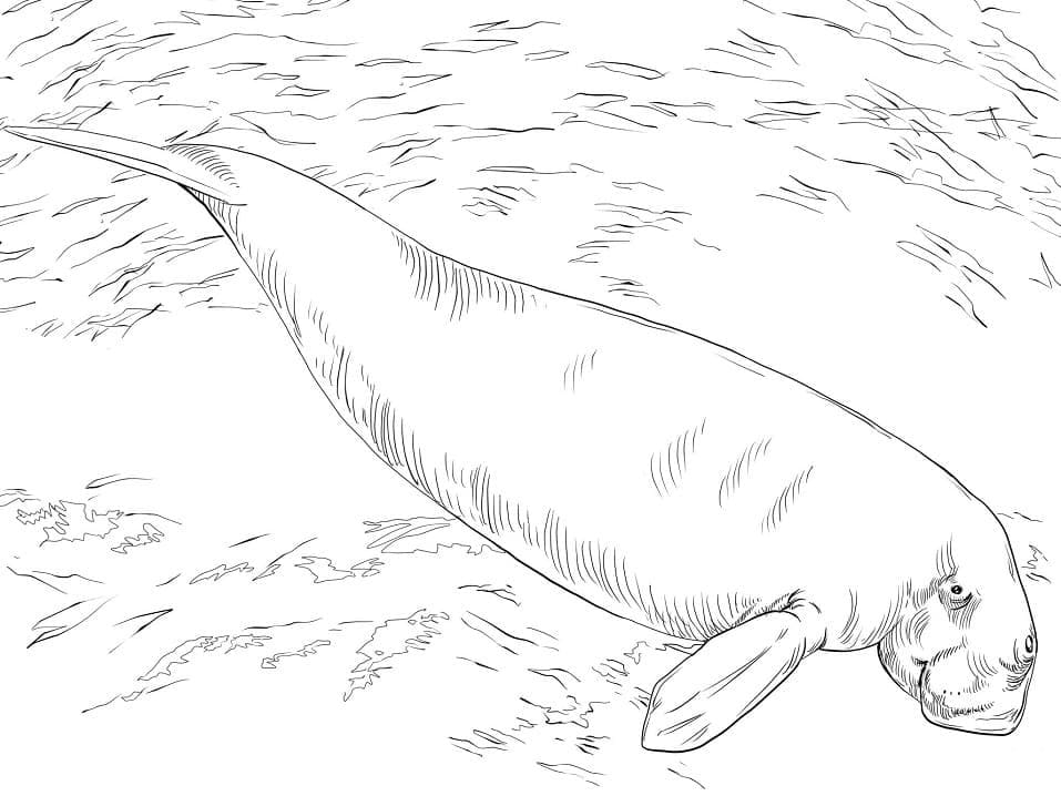 Raskrasil.com-Coloring-Pages-Manatee-13