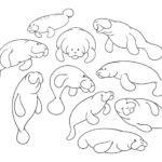 Raskrasil.com-Coloring-Pages-Manatee-16