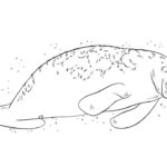 Raskrasil.com-Coloring-Pages-Manatee-17