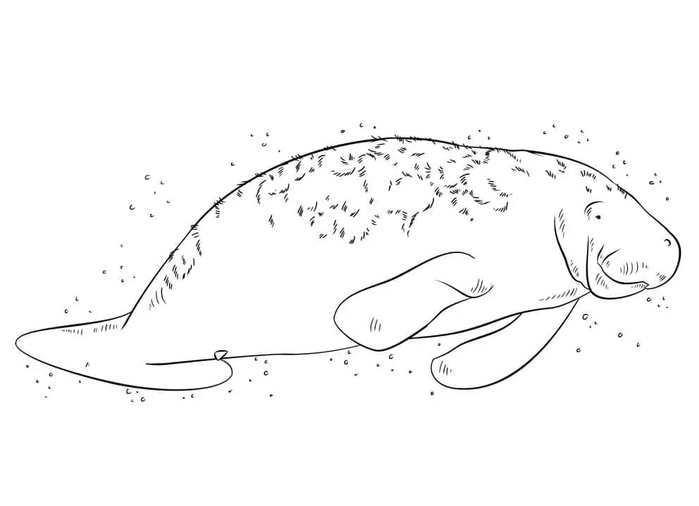 Raskrasil.com-Coloring-Pages-Manatee-17