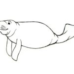 Raskrasil.com-Coloring-Pages-Manatee-18