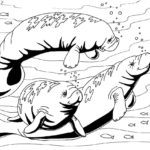 Raskrasil.com-Coloring-Pages-Manatee-19